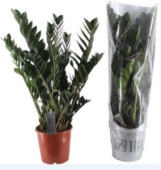 Zamioculcas Super Nova P21, D 21