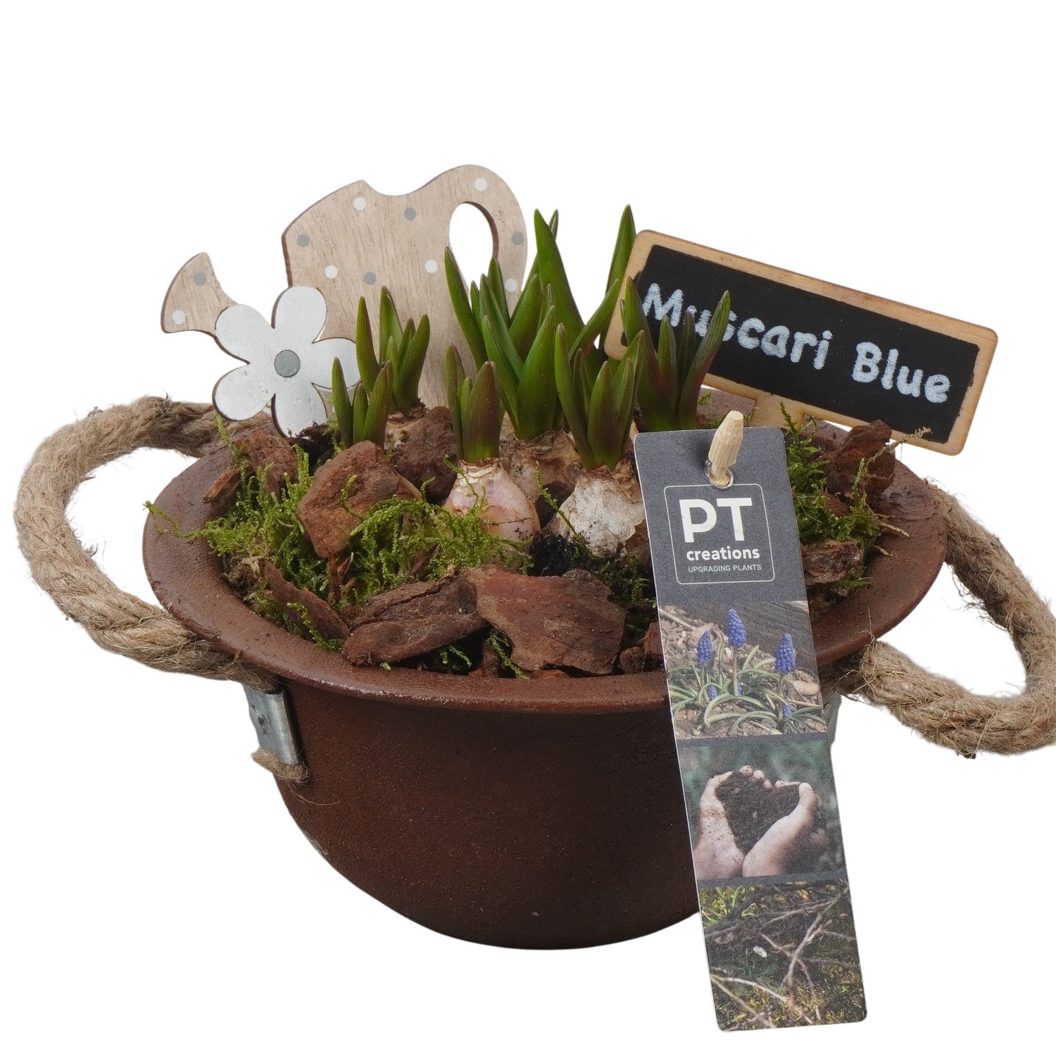 PTMB6117 Arrangement Muscari Blue in zink schaal, D 16