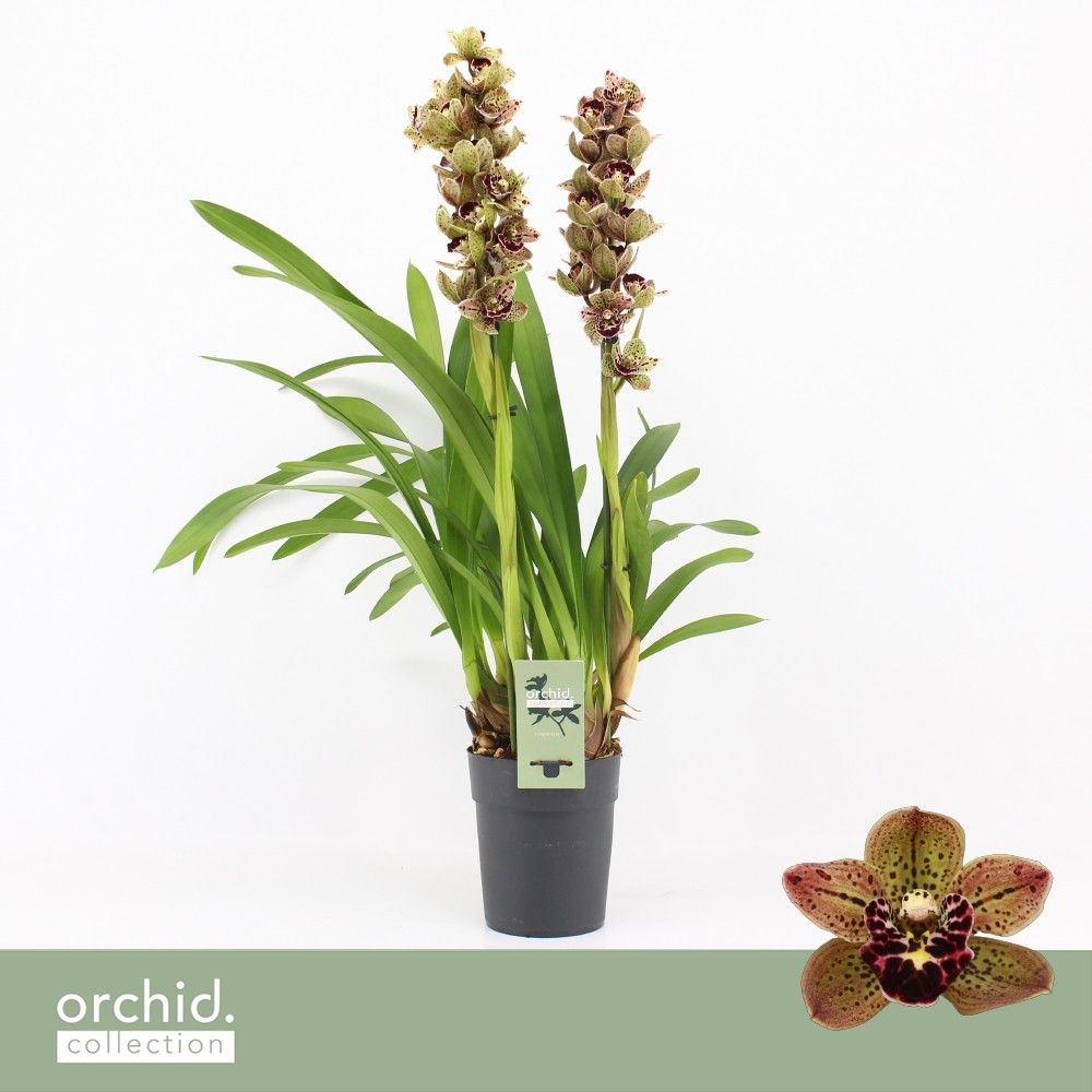 Cymbidium, Magic Bird 2-spike P14 'Orchid Collection', D 14