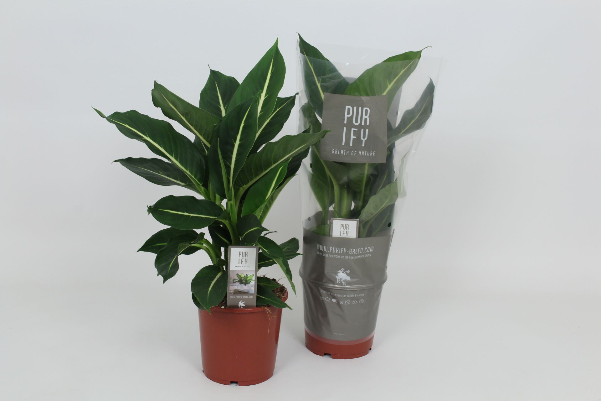 Purify Dieffenbachia Green Magic 17 cm, D 17
