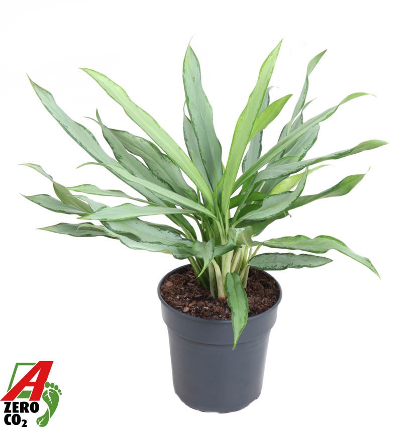 Aglaonema White Lance, D 19