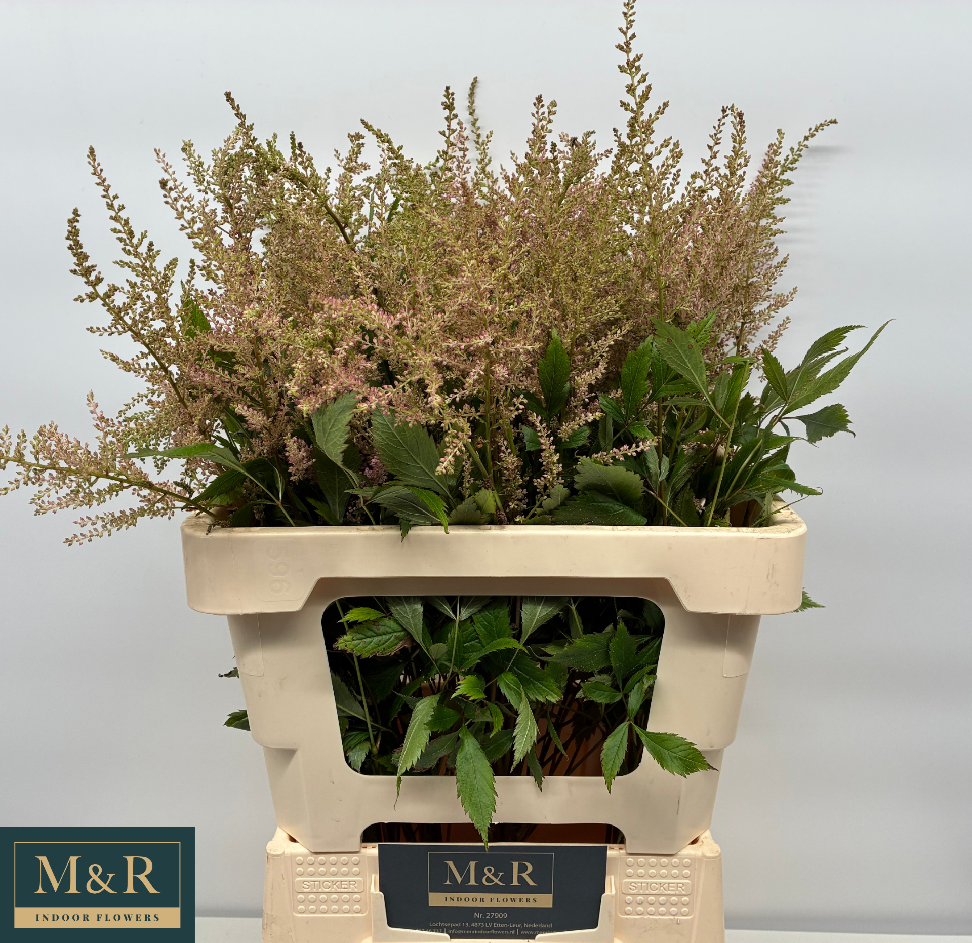 Астильба Эрика 60, шт.