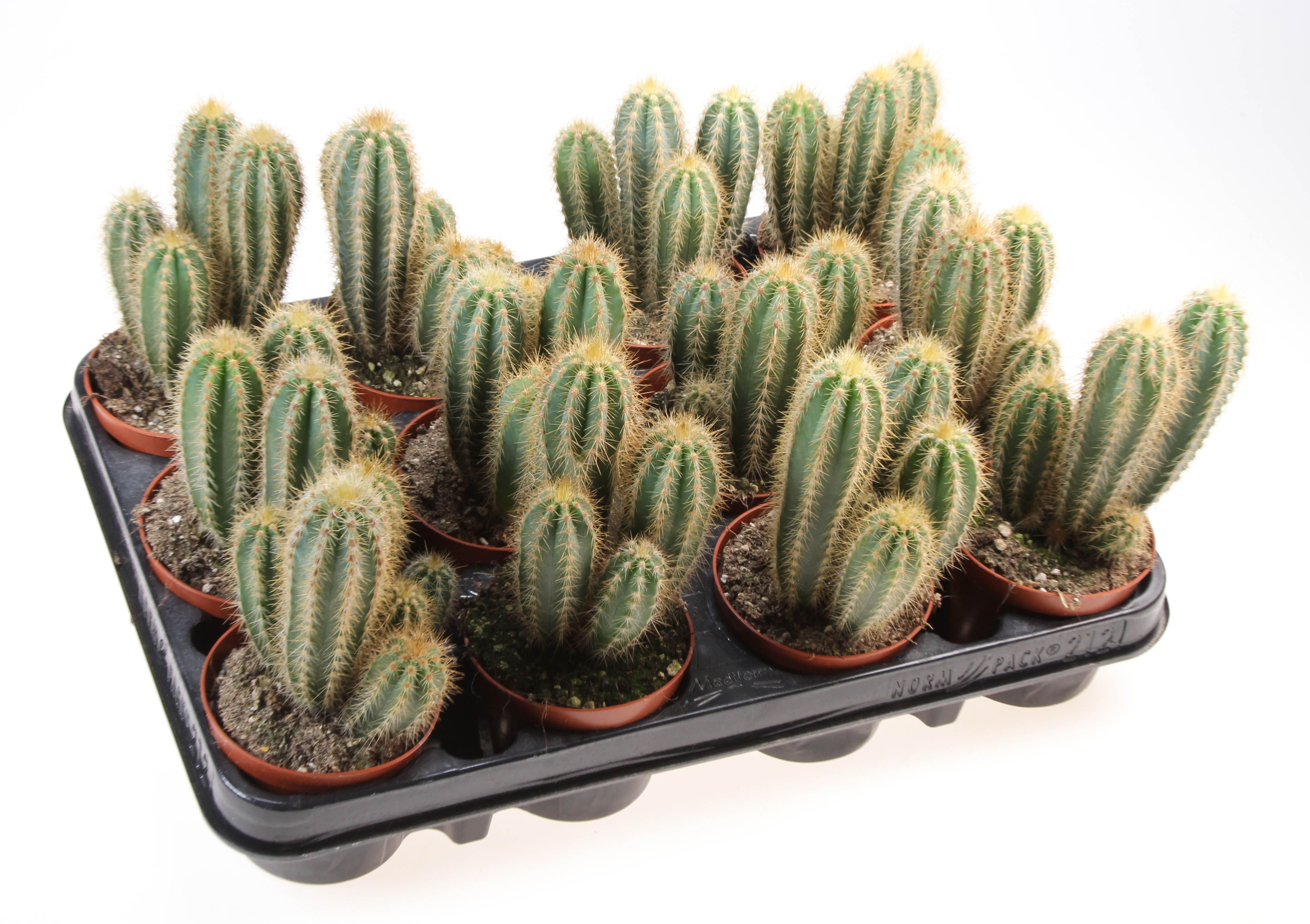 Pilosocereus pachycladus, D 8,5