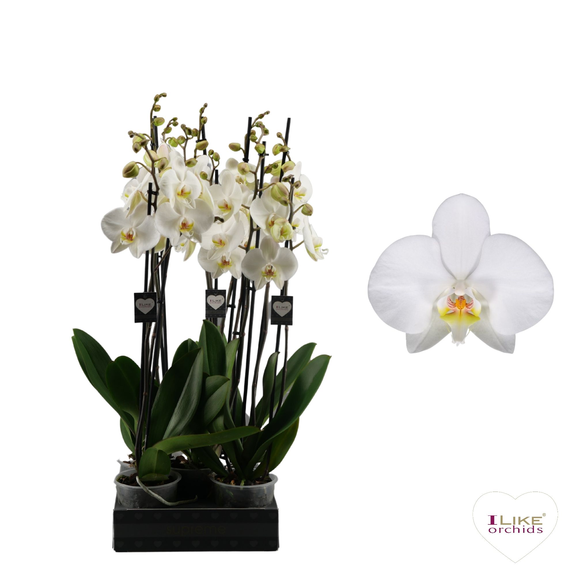 Phalaenopsis Leeds - 2 tak 70cm, D 12