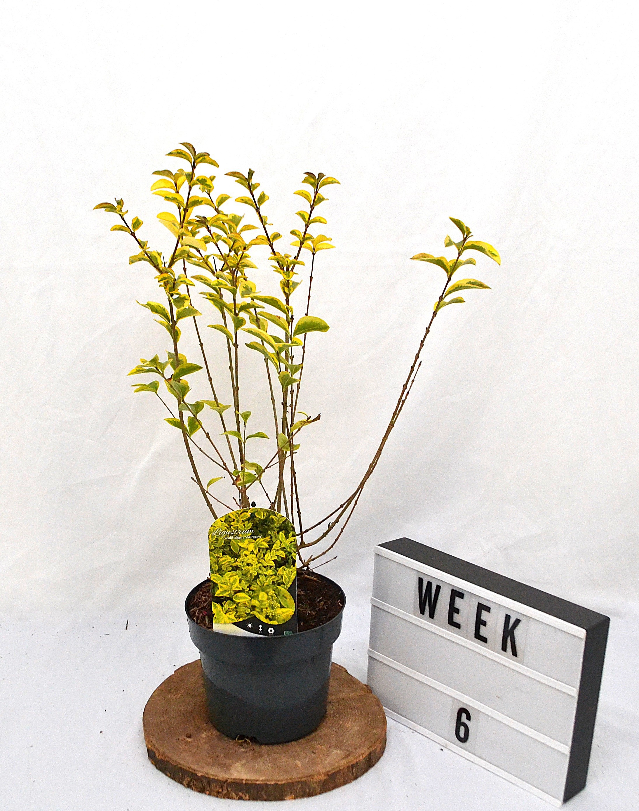 Ligustrum ovalifolium Aureum C3, D 19