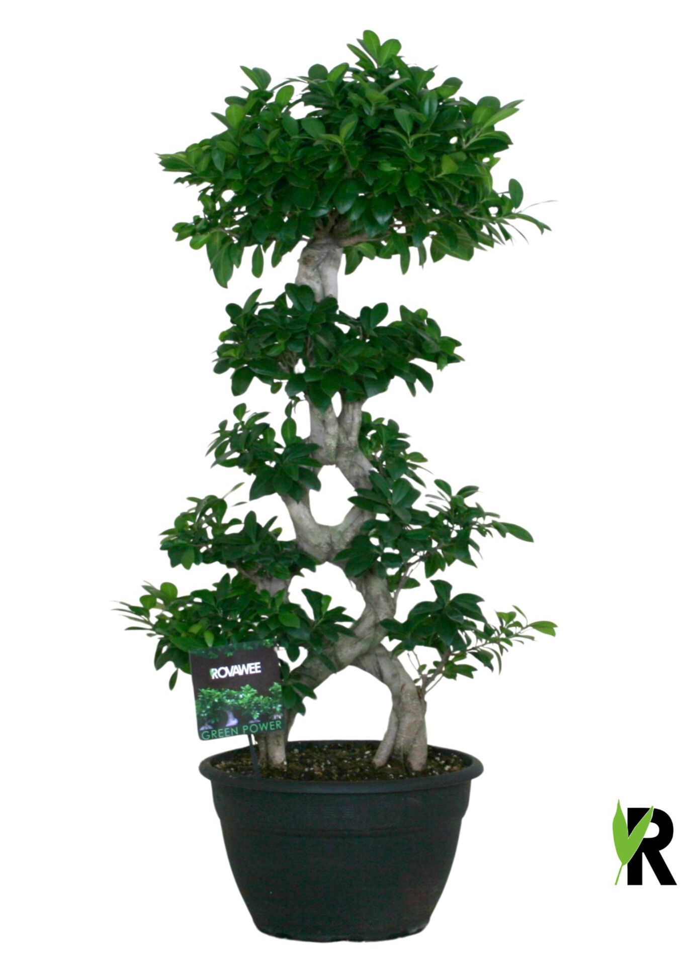 Ficus micr. 8-type, D 35