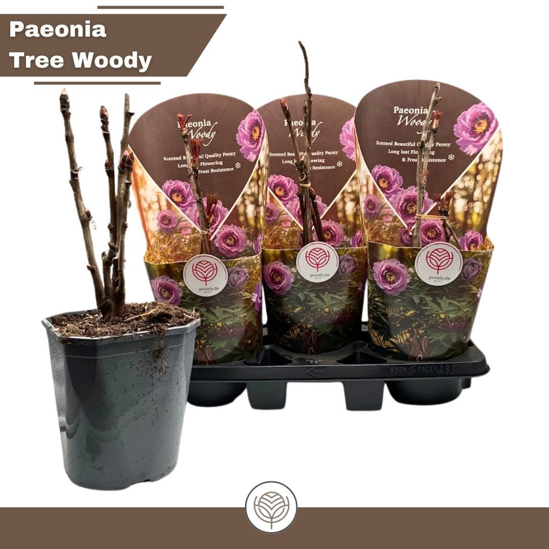 Paeonia Woody suffruticosa pink, D 19