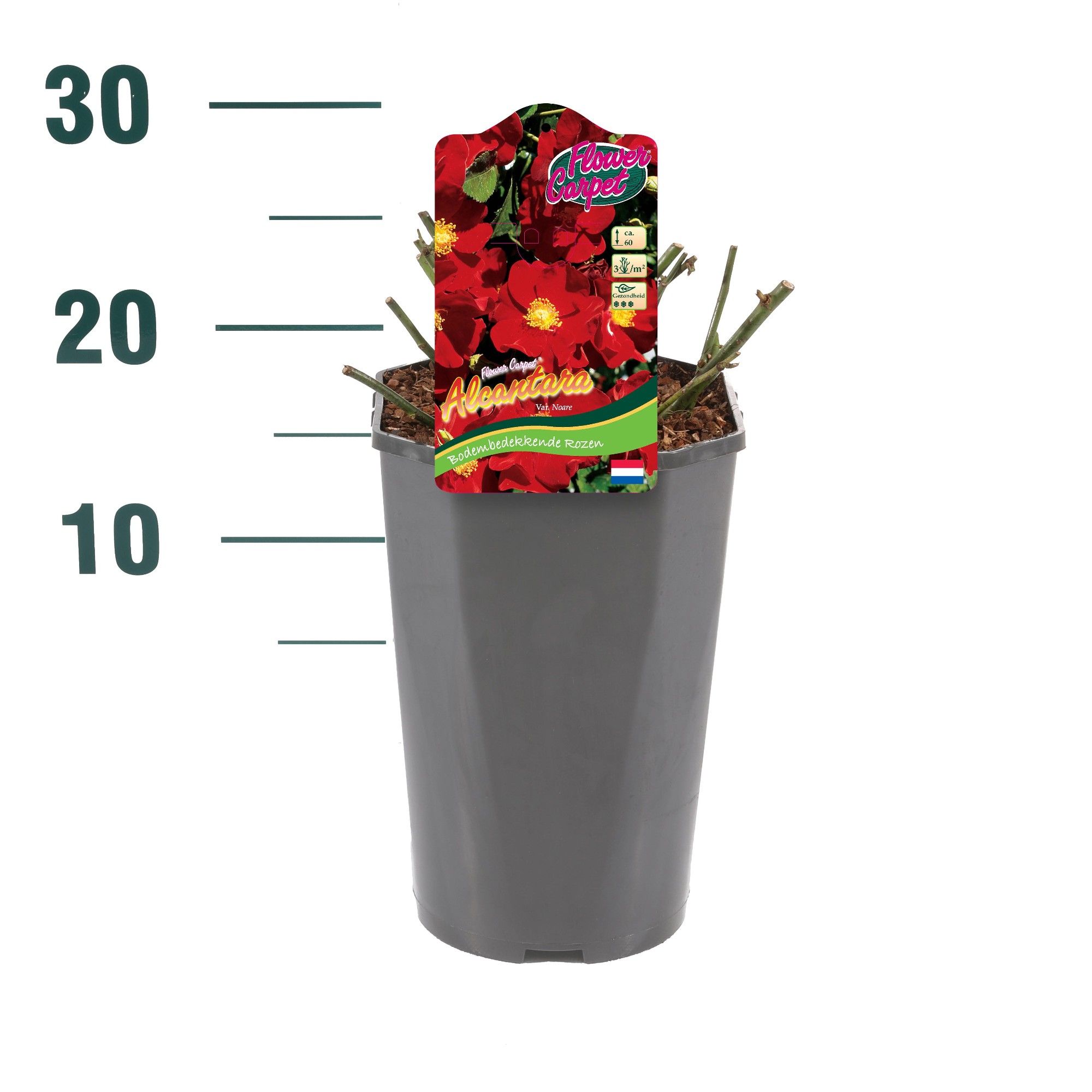 Rosa 'Alcantara' - Struik - P19 - Flower Carpet, D 19 cm