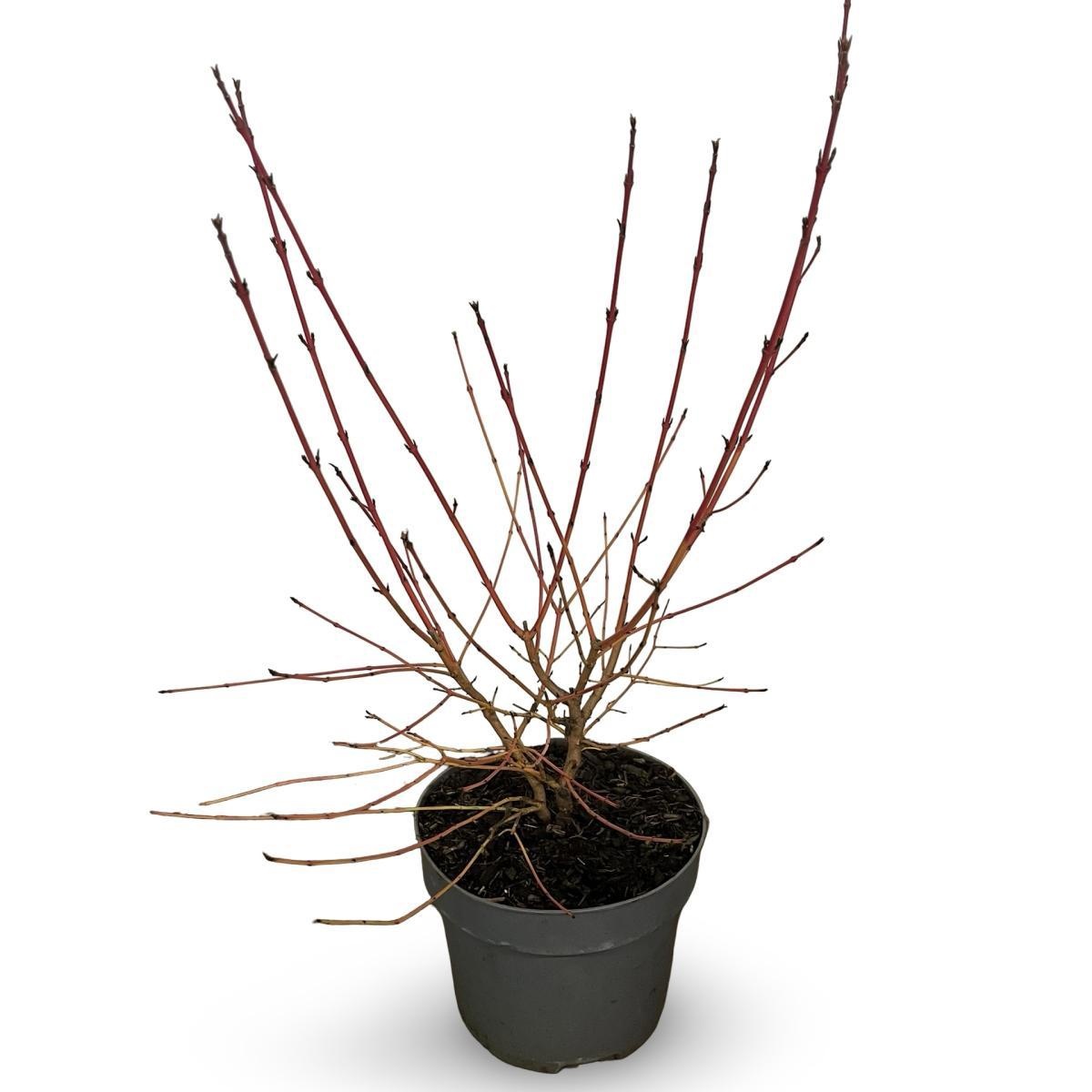 Cornus sang. 'Midwinter Fire', D 21