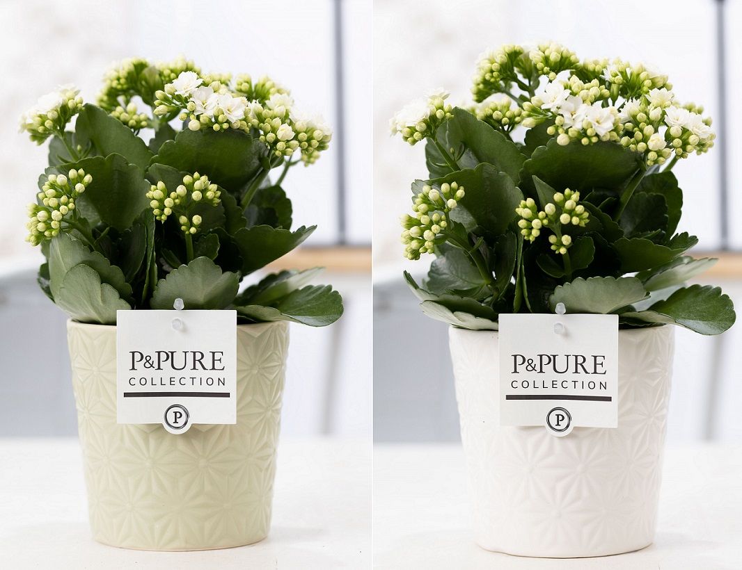 Kalanchoe white in P&PURE Juliette ceramics ass.2, D 12