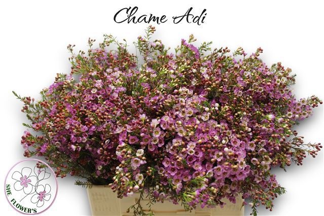 Шамелациум Ади 60 (роз.), шт.