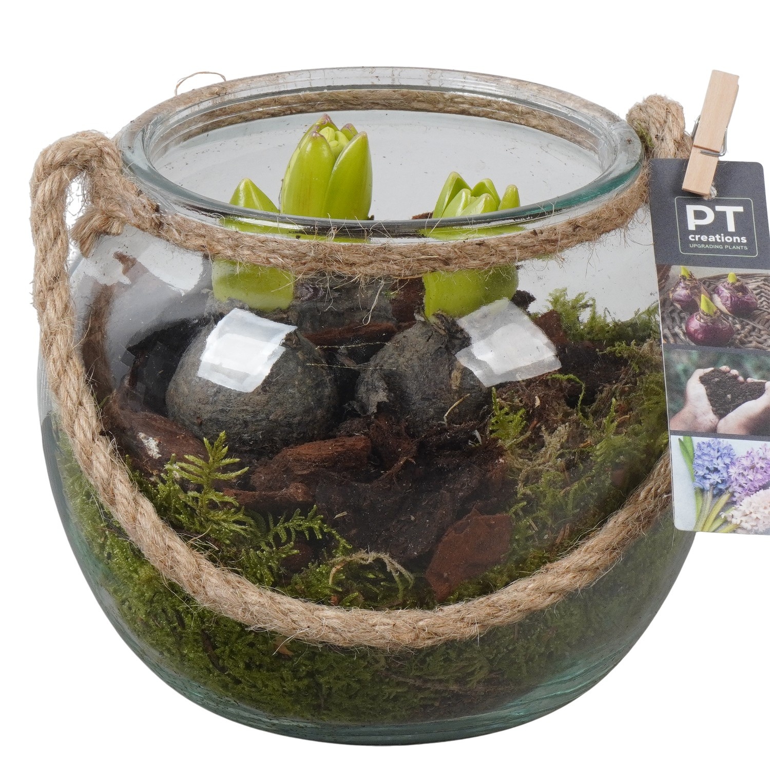 PTHC9202 Arrangement Hyacints in glasbol met touw, D 19