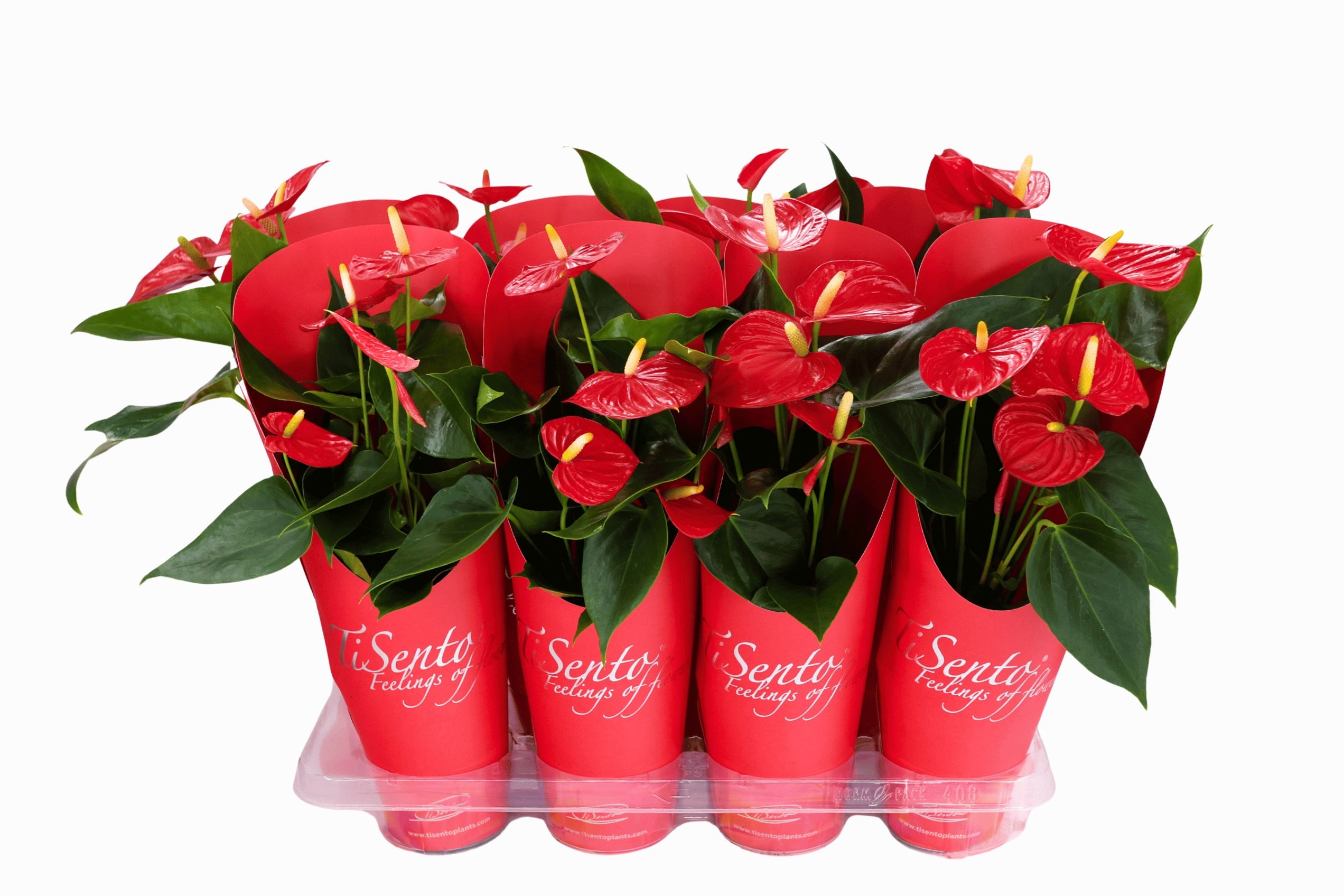 Anthurium rood in cadeaucover, D 12