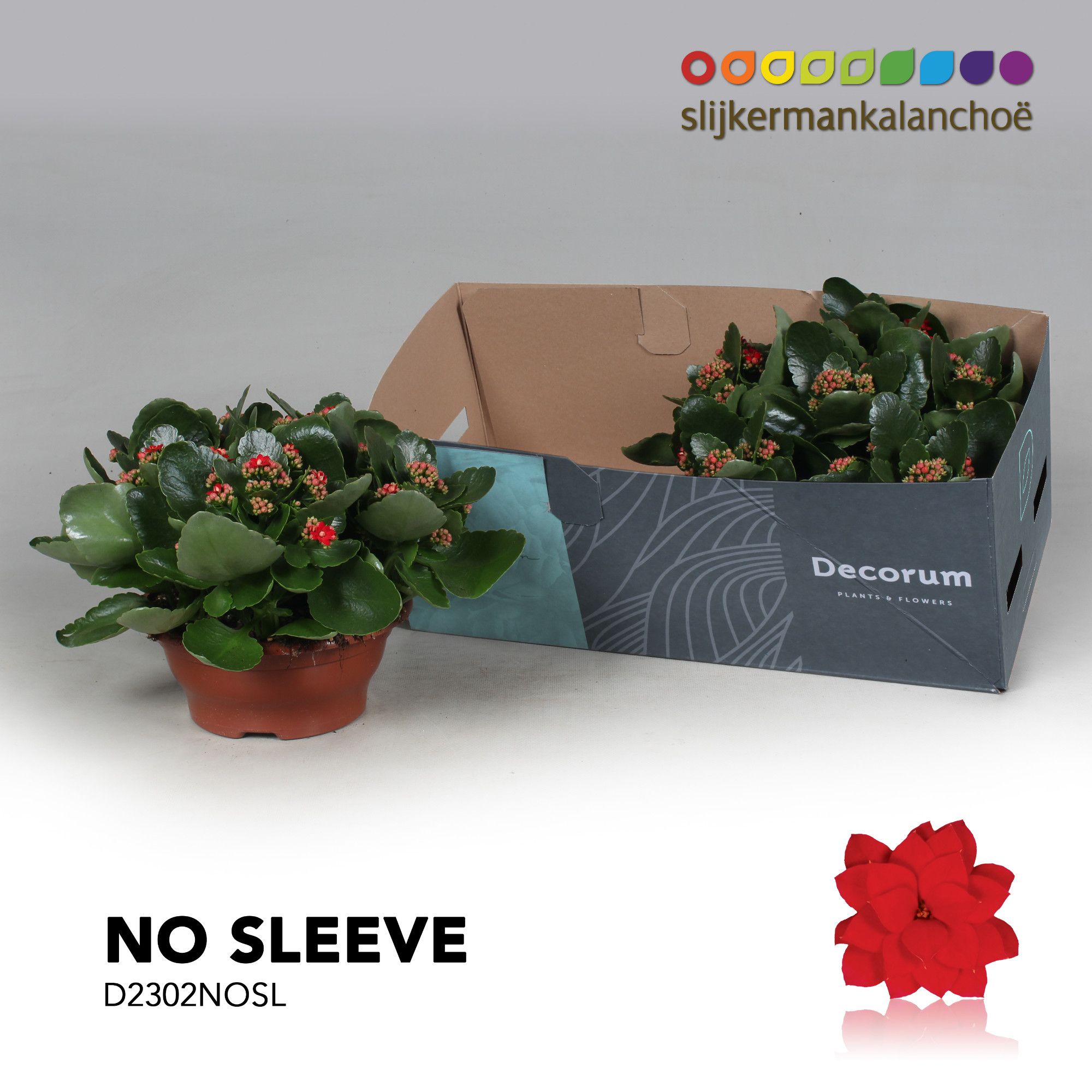 Kalanchoe No Sleeve - Red, D 23