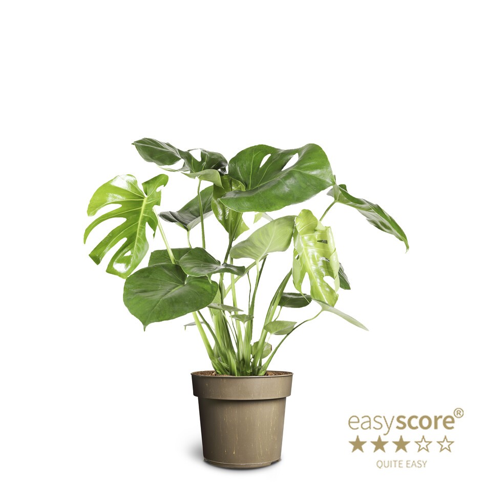 Monstera deliciosa, D 24