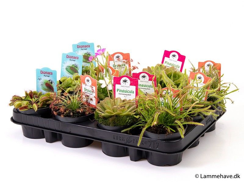 Carnivorous plants 140 'MIX', D 9