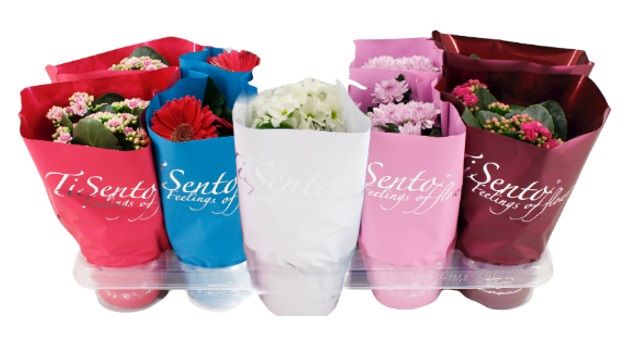 Bloeimix 12cm | Primula, D 12