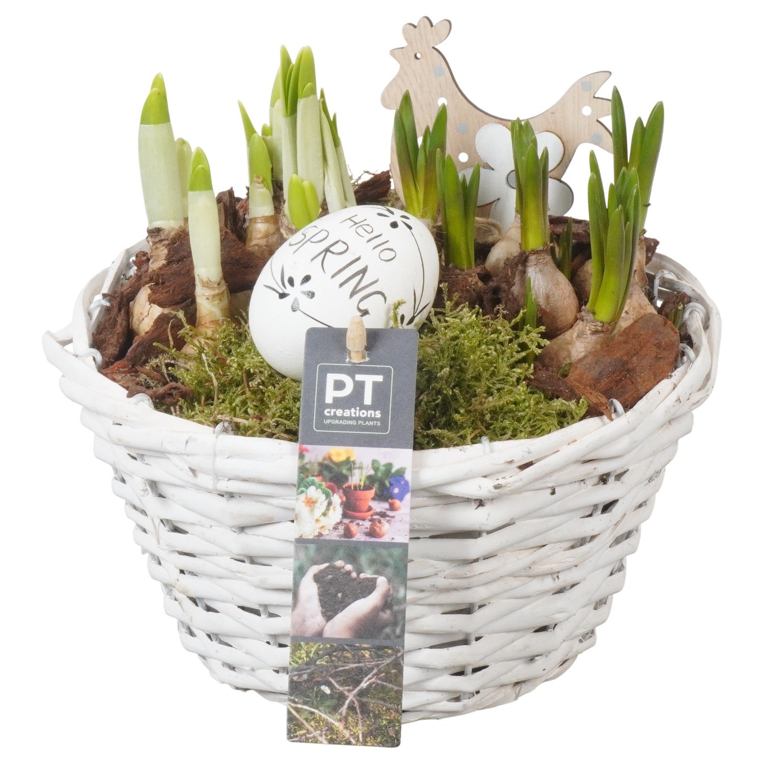 PTBMP5696 Arrangement Easter Bulbs Mix in rieten mand, D 18