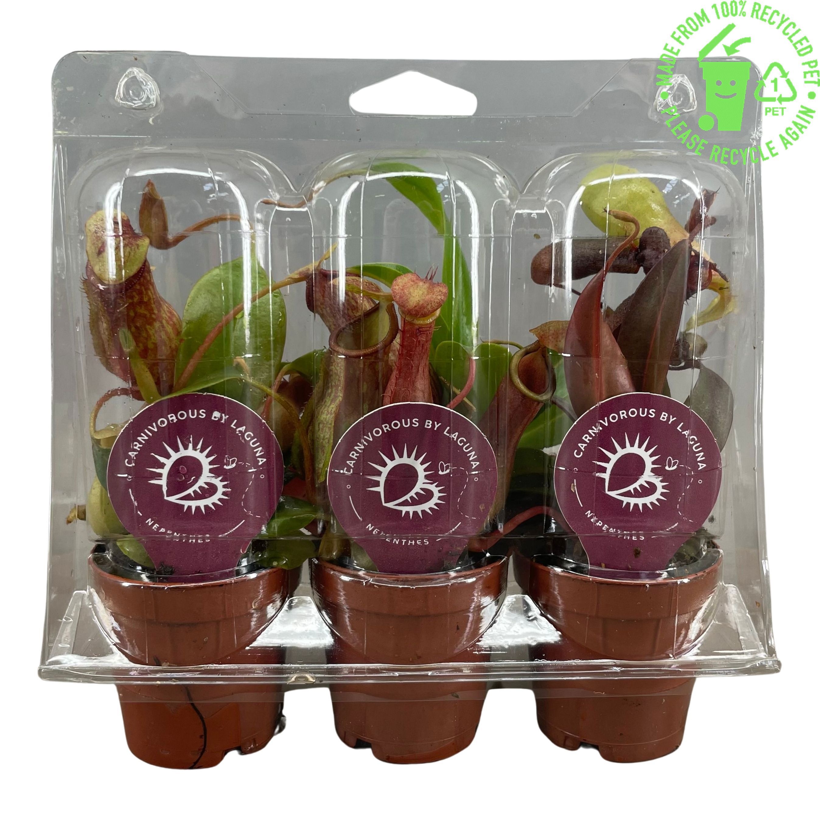 Nepenthes mix 5,5 cm, 3 stuks in transparante blister, D 6