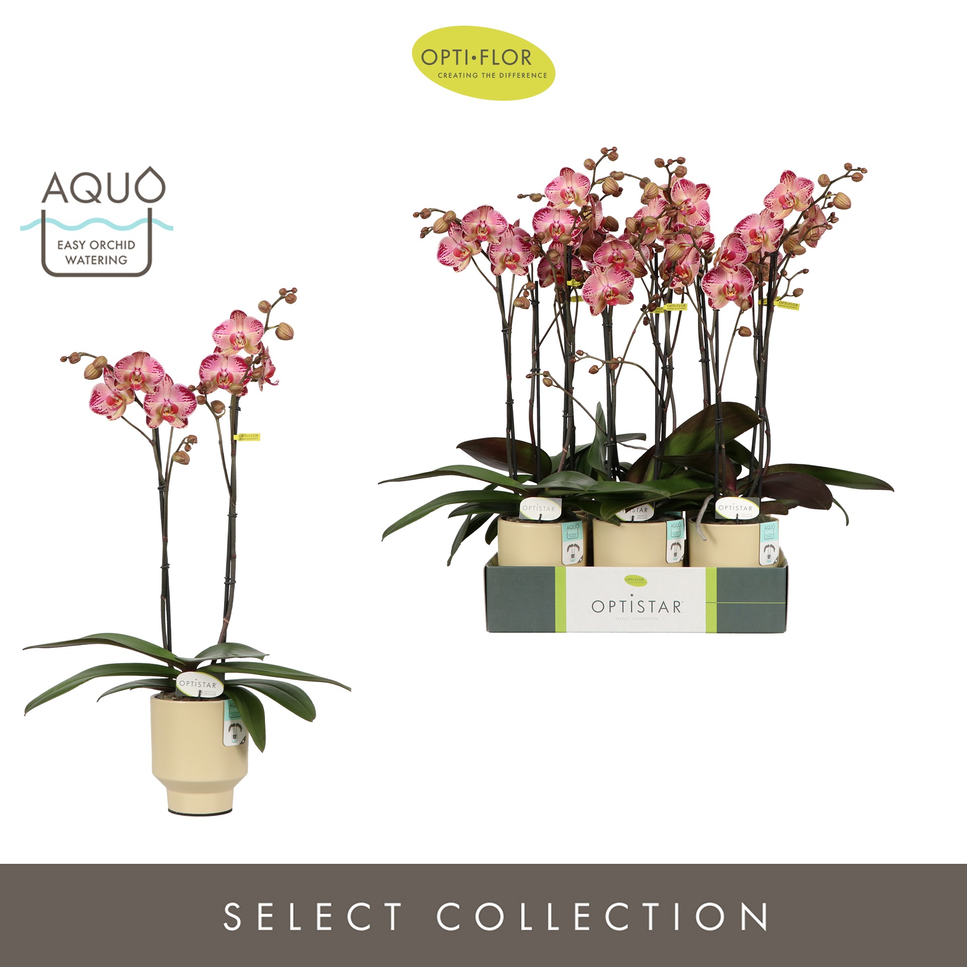 Optistar Gaga 2 spike in Emilia Sand Aquo, D 12 cm