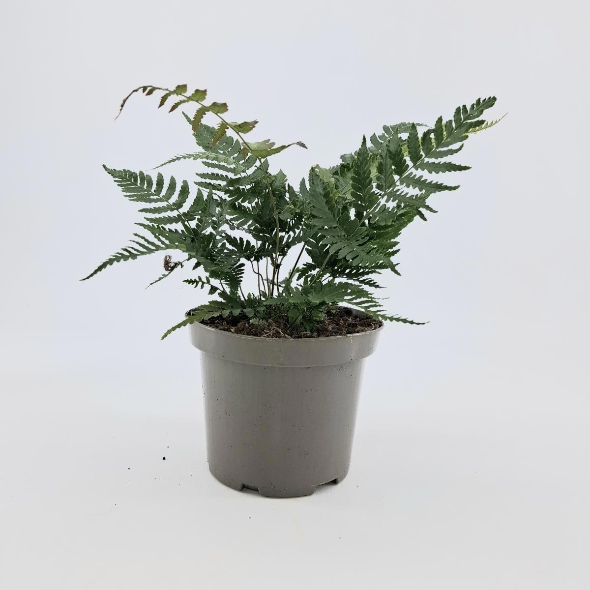 Dryopteris erythrosora, D 17