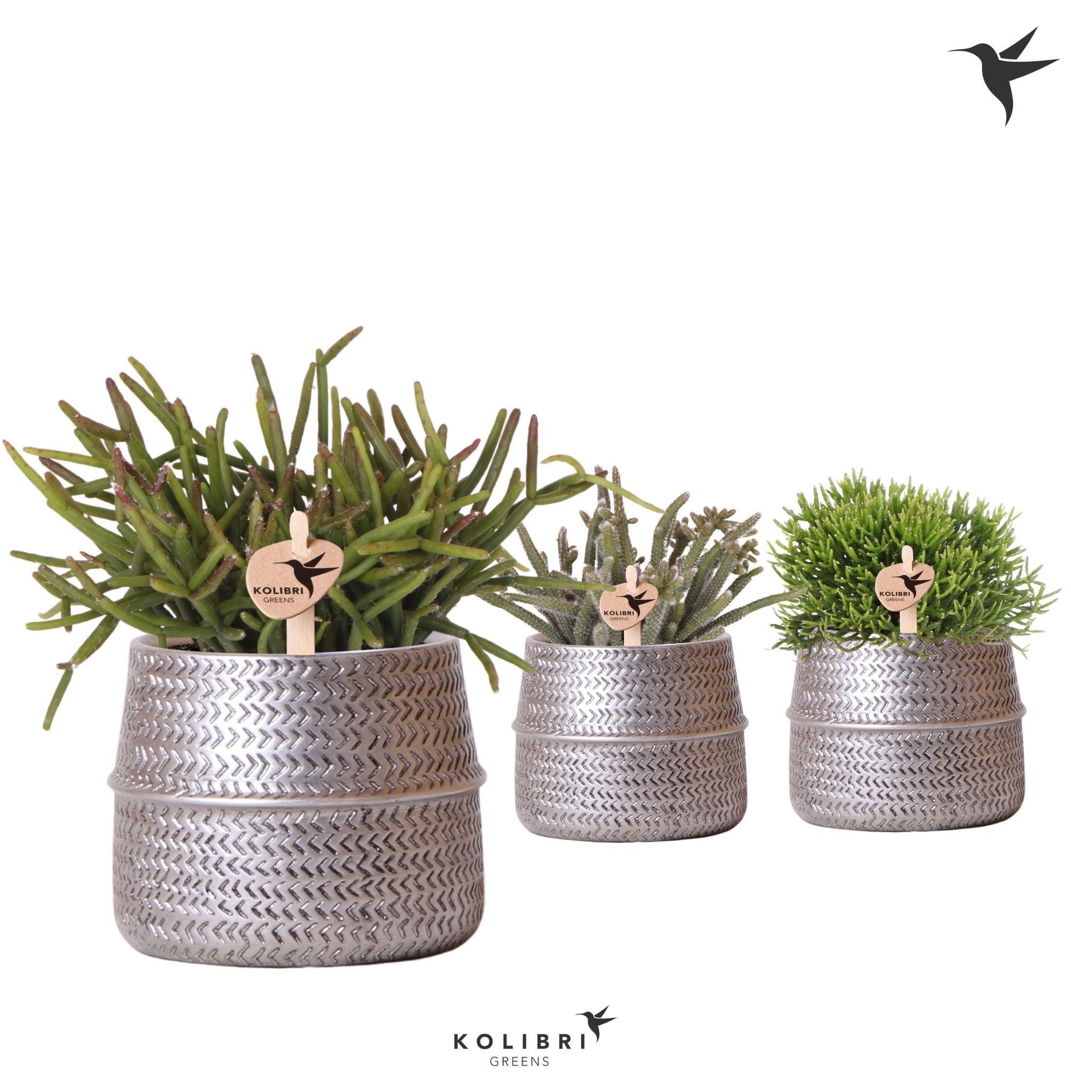 Kolibri Greens Rhipsalis mix in Groove pot silver, D 9