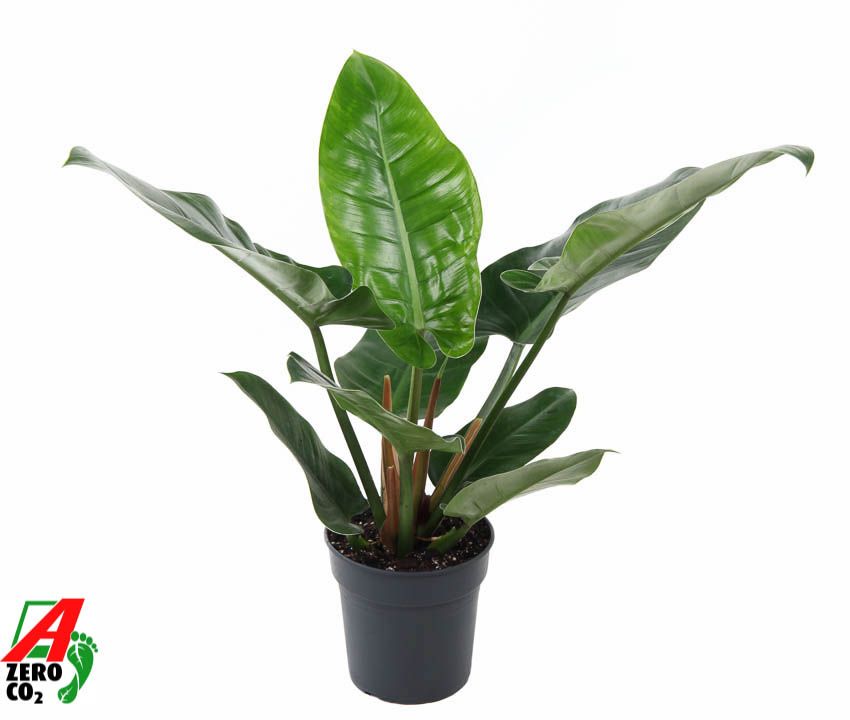Philodendron Imperial Green P19, D 19