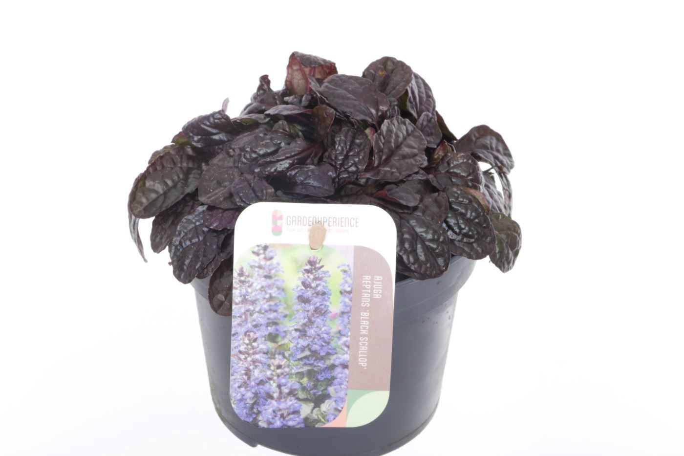Ajuga reptans Black Scallop, D 13