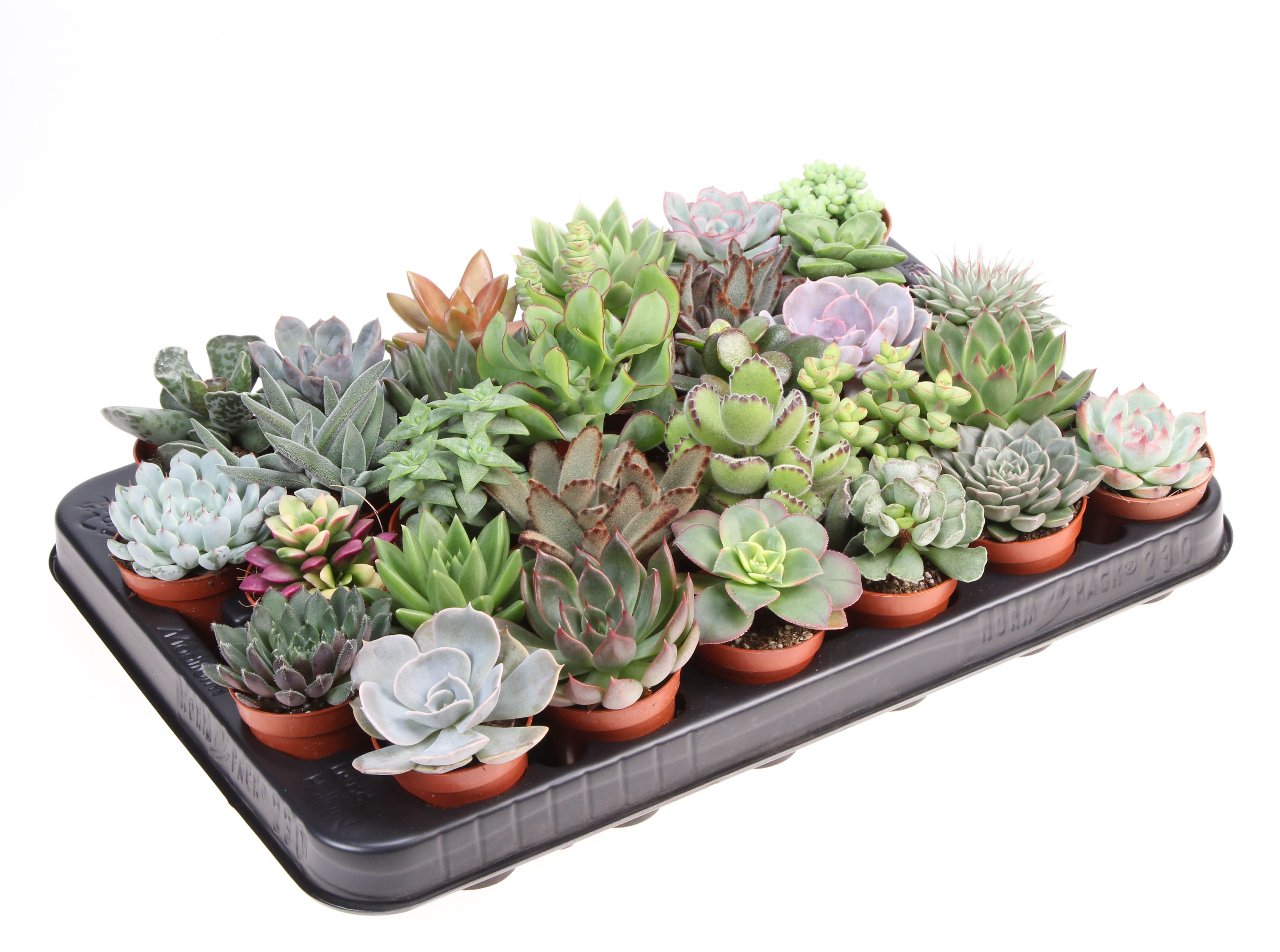 Succulent mix, D 5,5