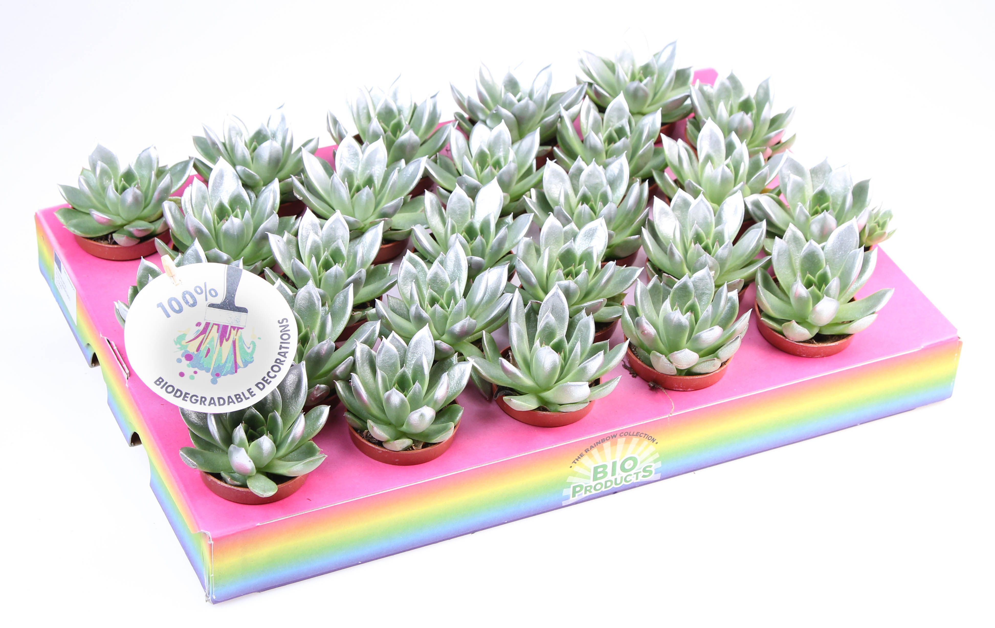 Miranda silver tips, D 5,5