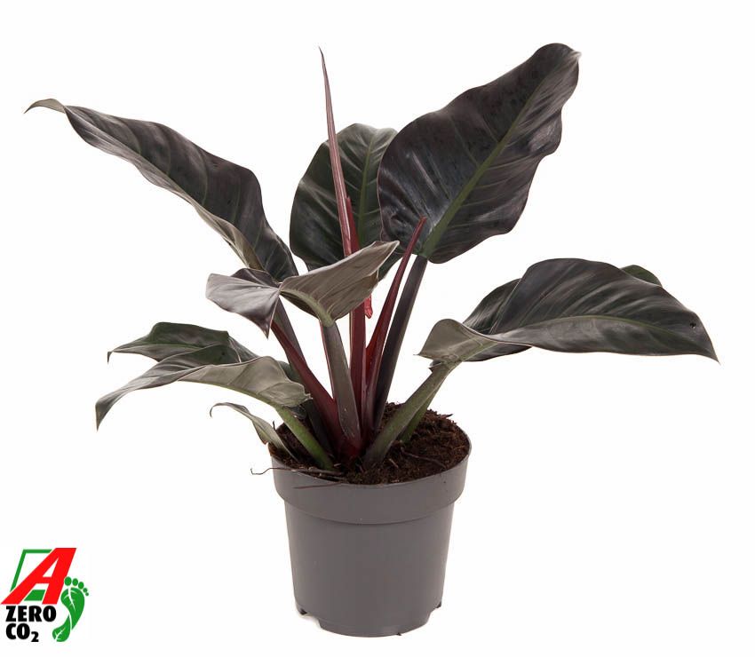 Philodendron Imperial Red P24 (NO GAP), D 24