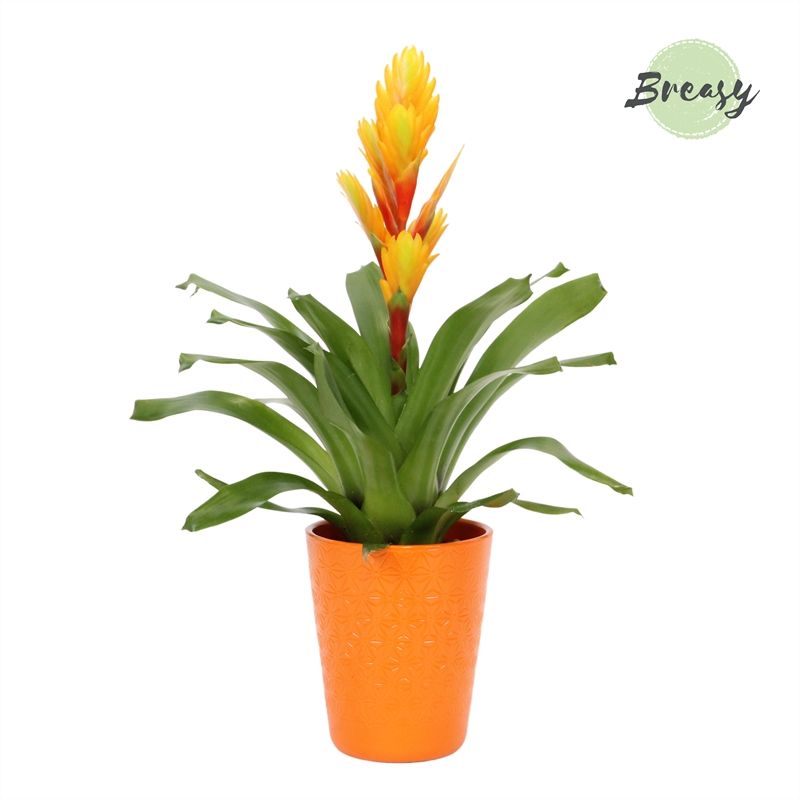 Vriesea Intenso Orange Flame Florence, D 12