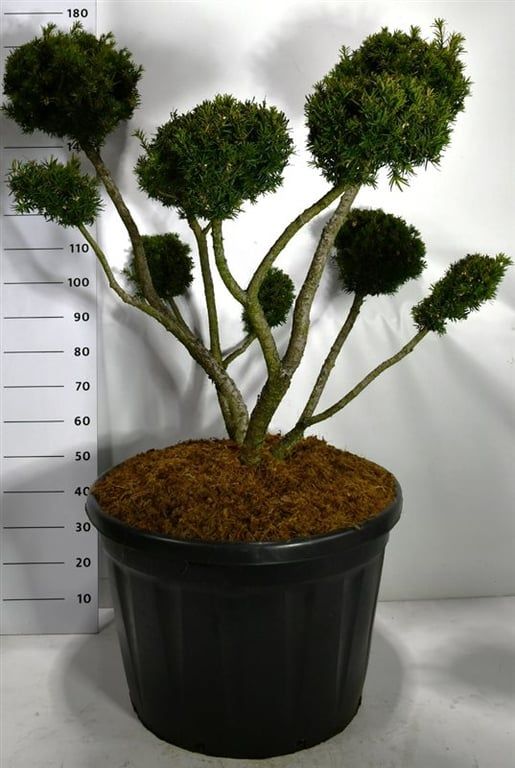 Taxus media 'Farmen', D 80