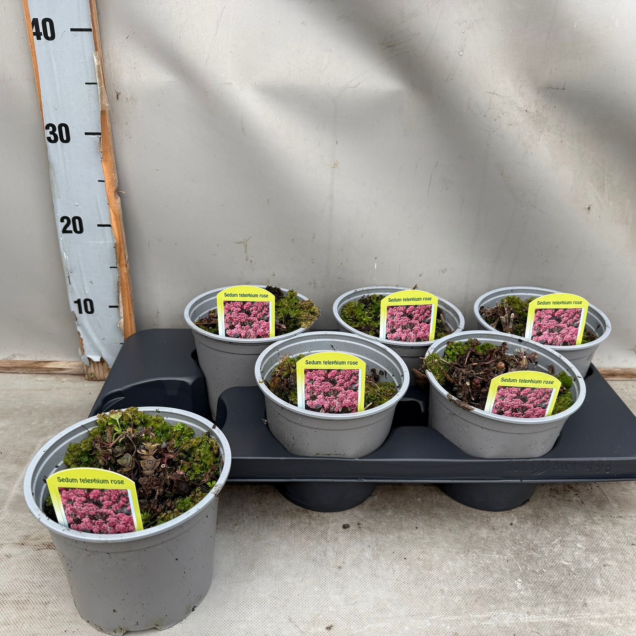 Sedum Telpium Roze, D 15