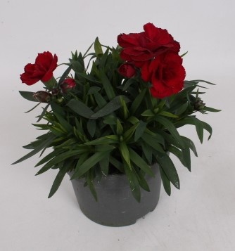 Dianthus Oscar Dark Red, D 10,5