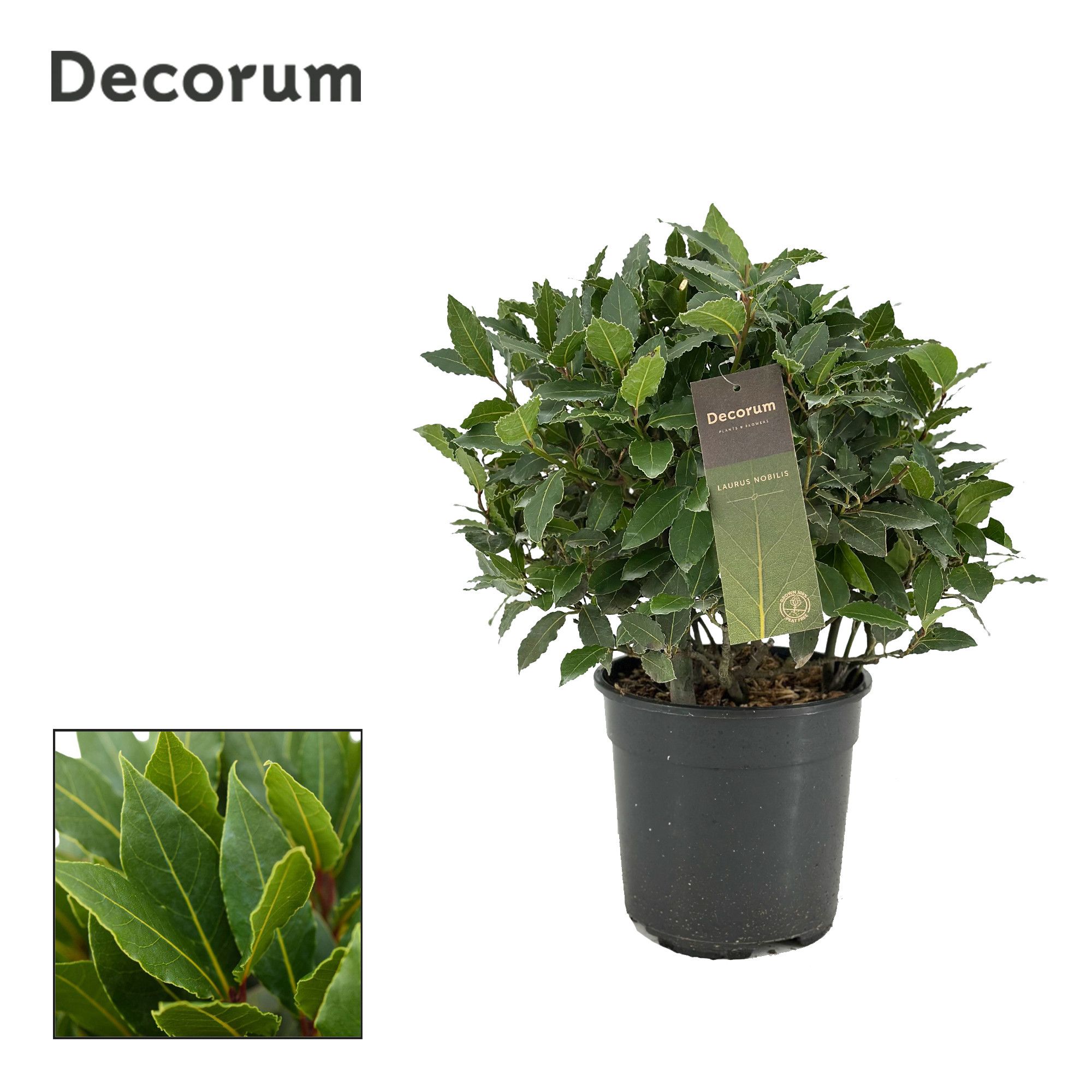 Laurus nobilis Bol zonder stam, D 20