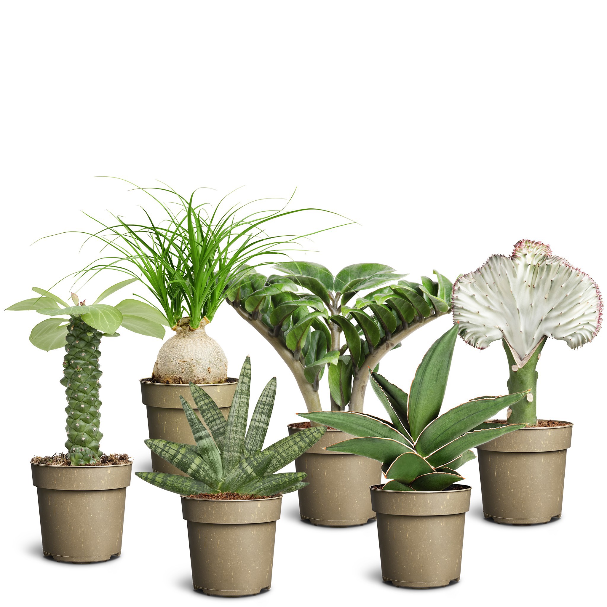 Sculpture Collection, D 11