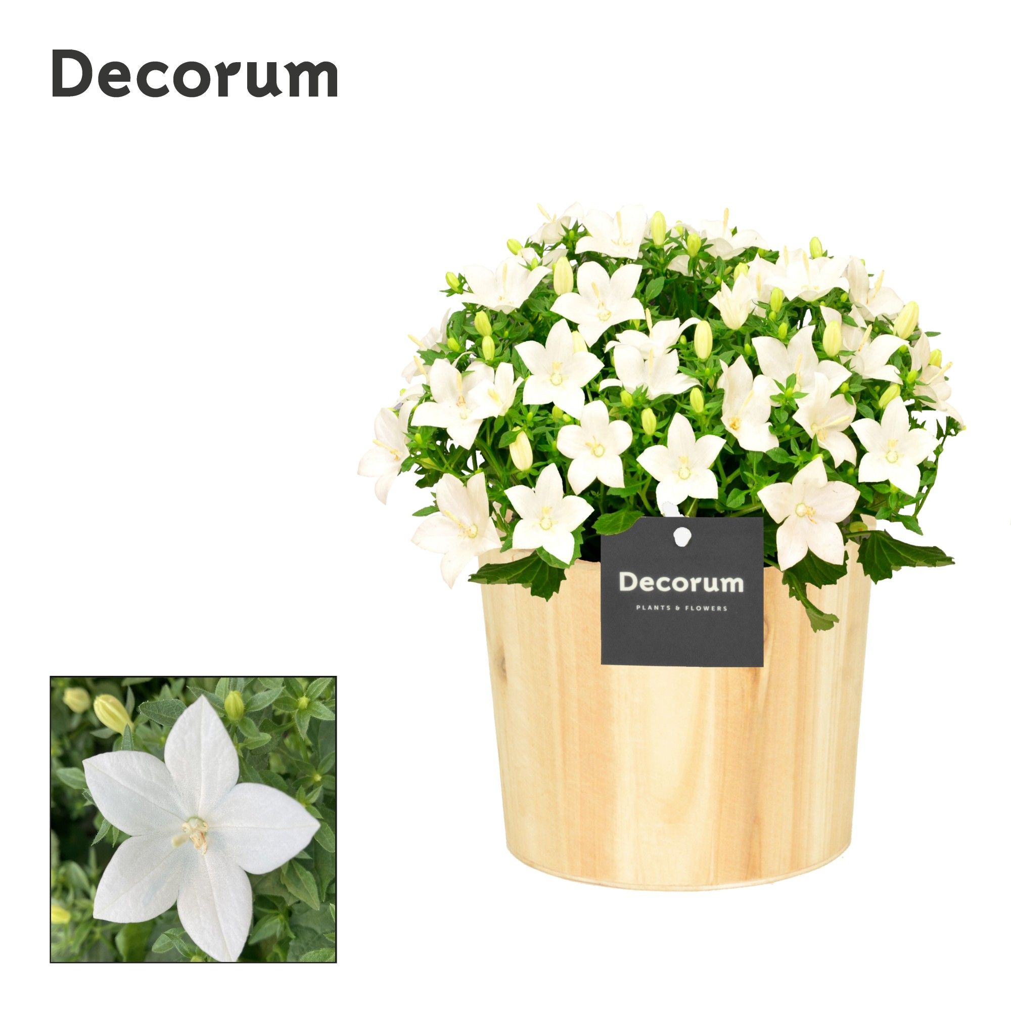 Campanula 'Atlanta' Decorum Wood, D 14