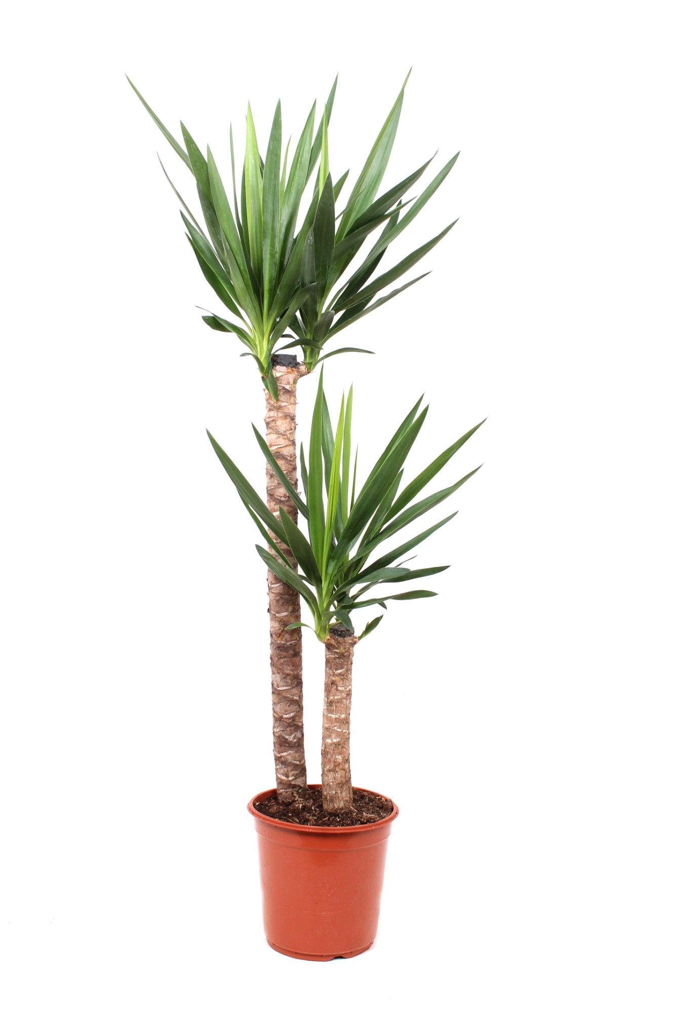 Yucca P24 75-45, D 24