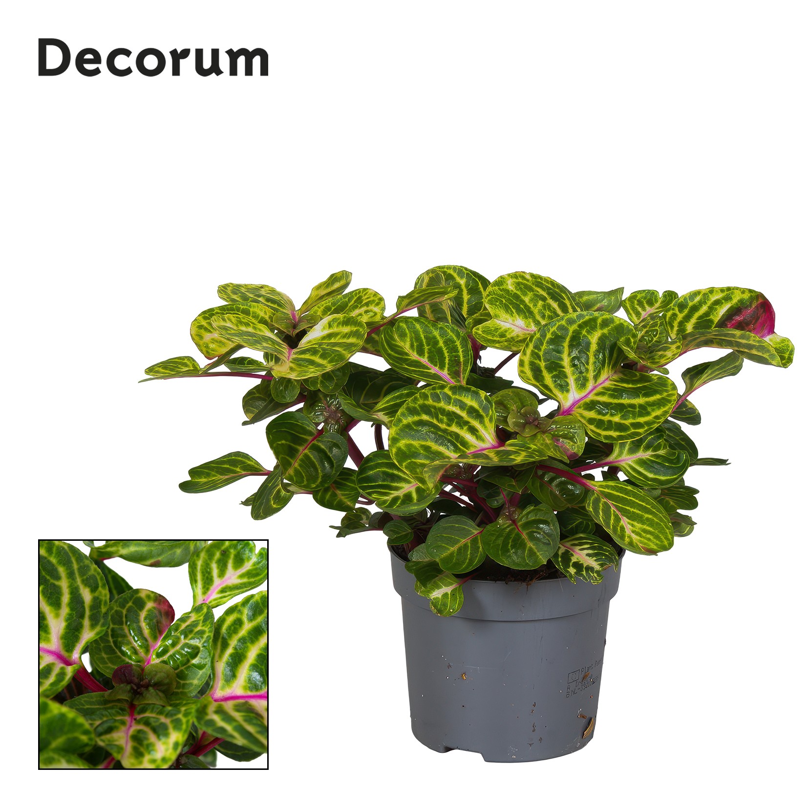 Iresine Herbstii Rich Funny Gold Decorum, D 13