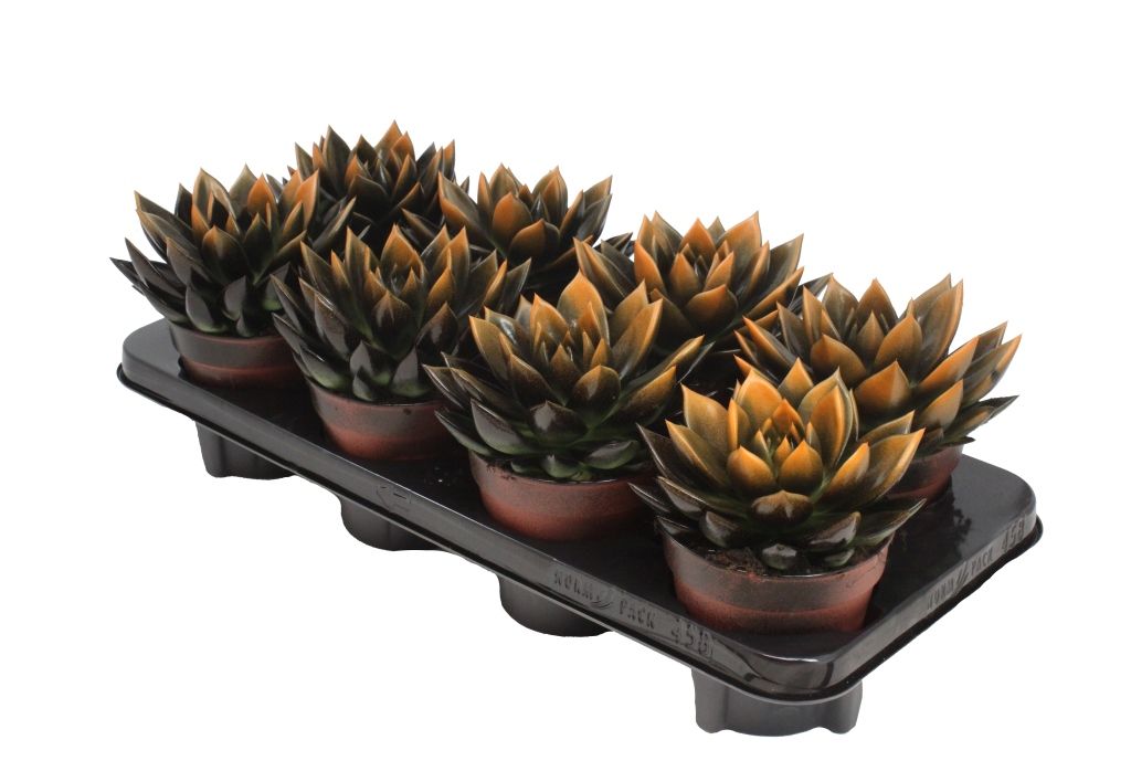 Miranda bicoloured black/orange, D 12