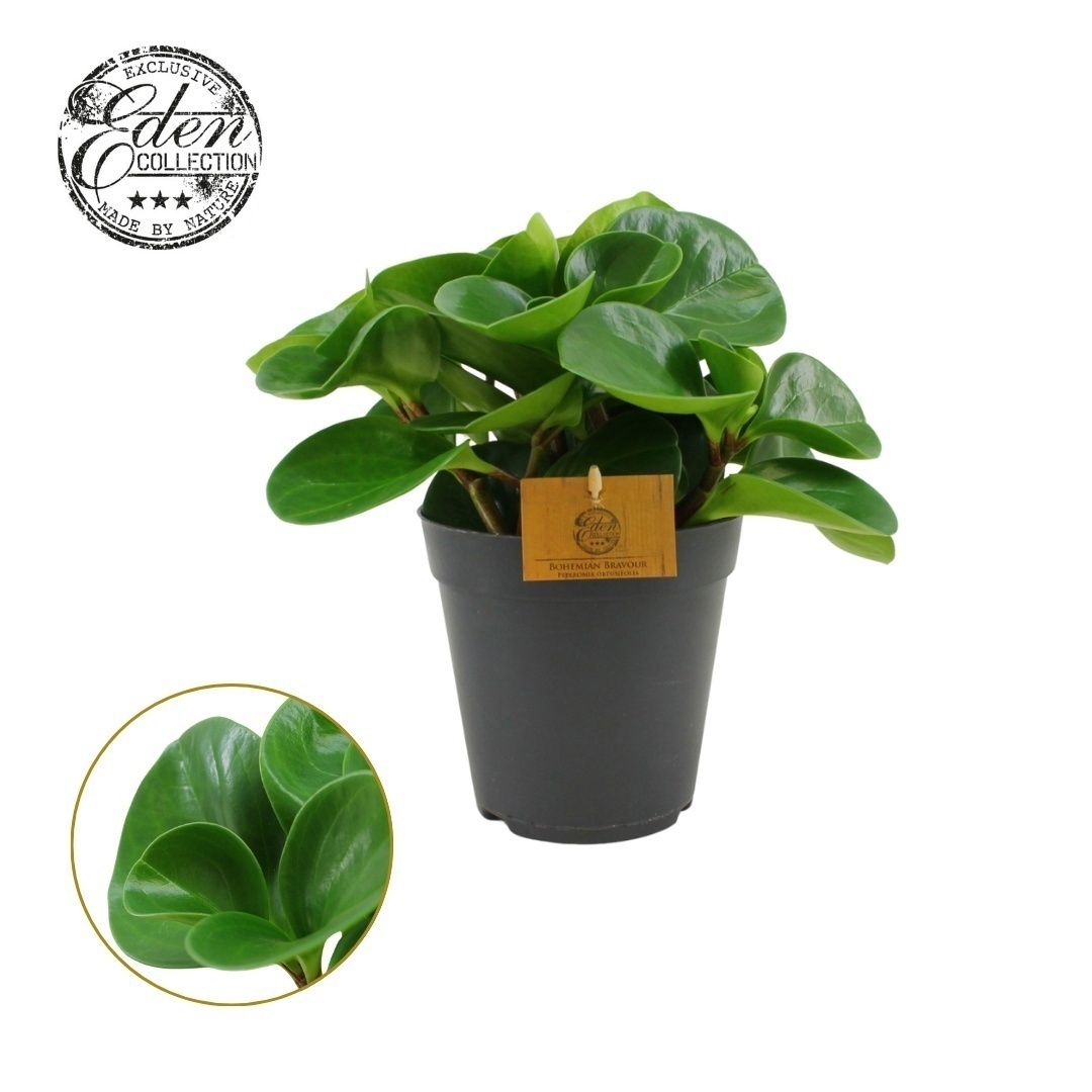 Peperomia Obtusifolia Groen 15cm, D 15