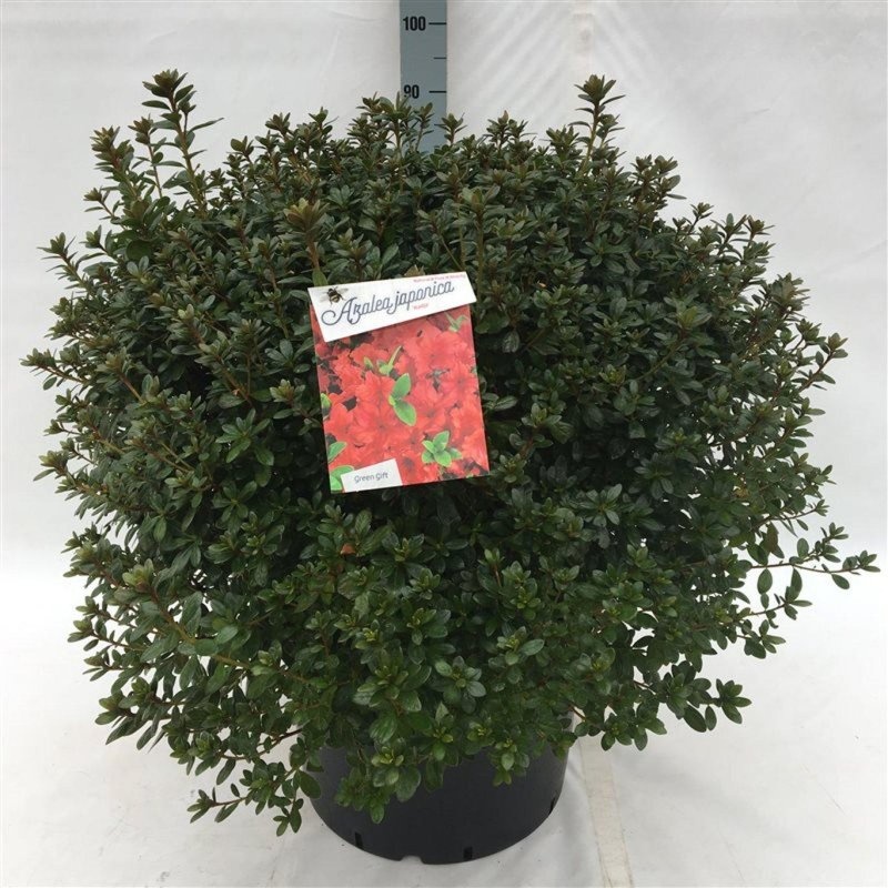 Rhododendron (AJ) 'Radja', D 52