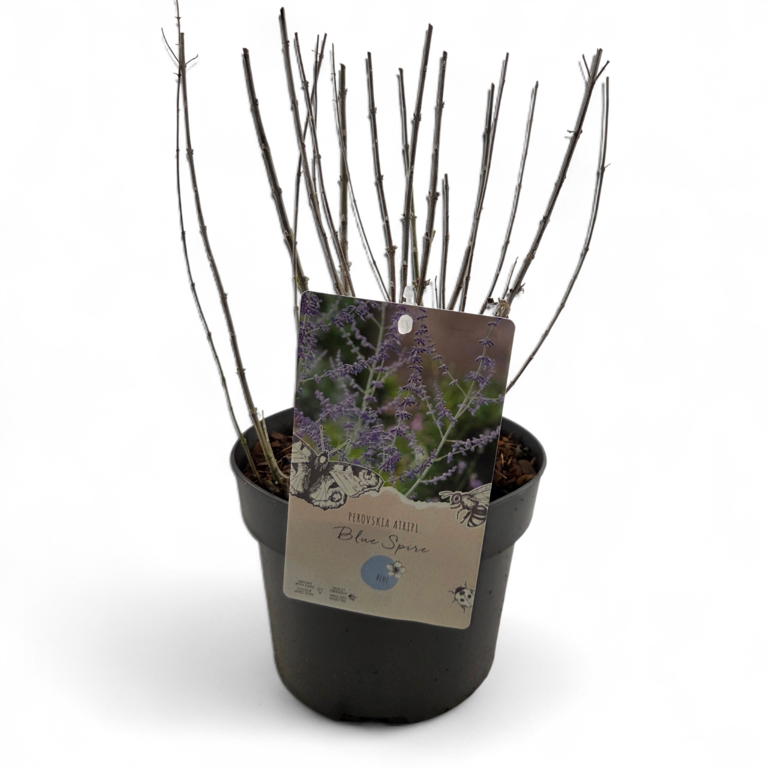 Perovskia 'Blue Spire', D 19