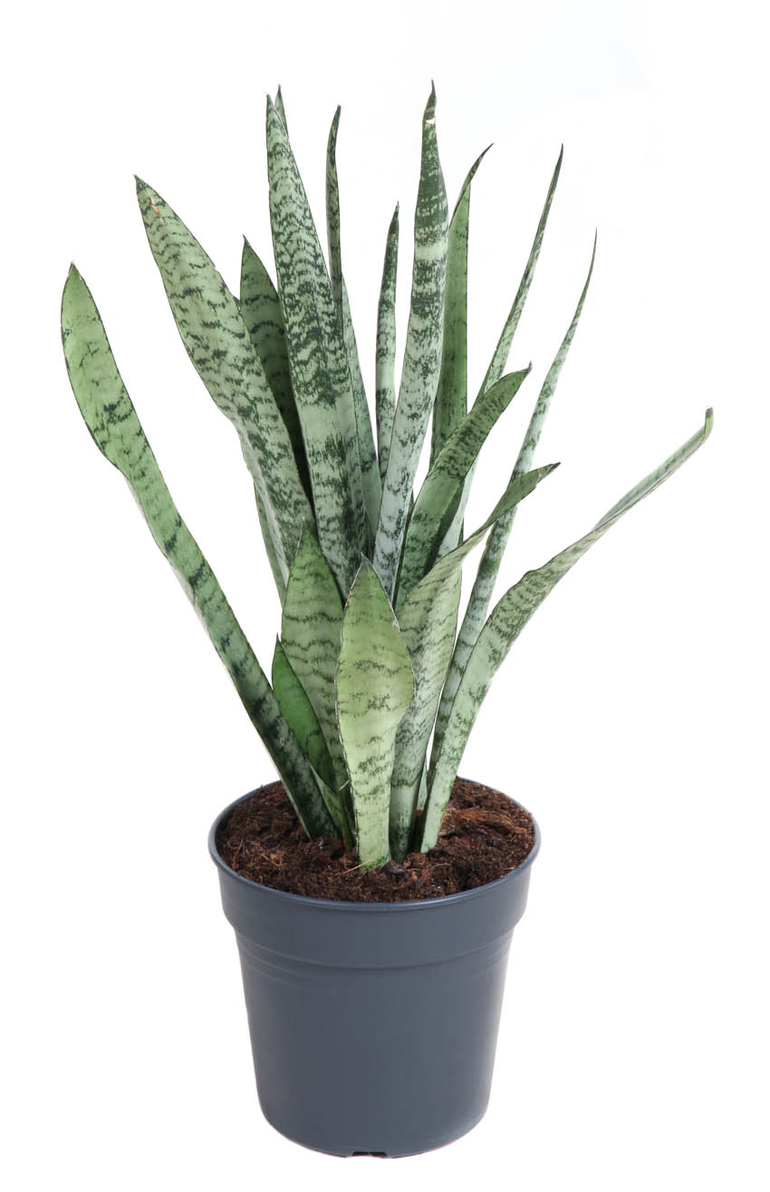 Sansevieria Silver Princess 17cm, D 17