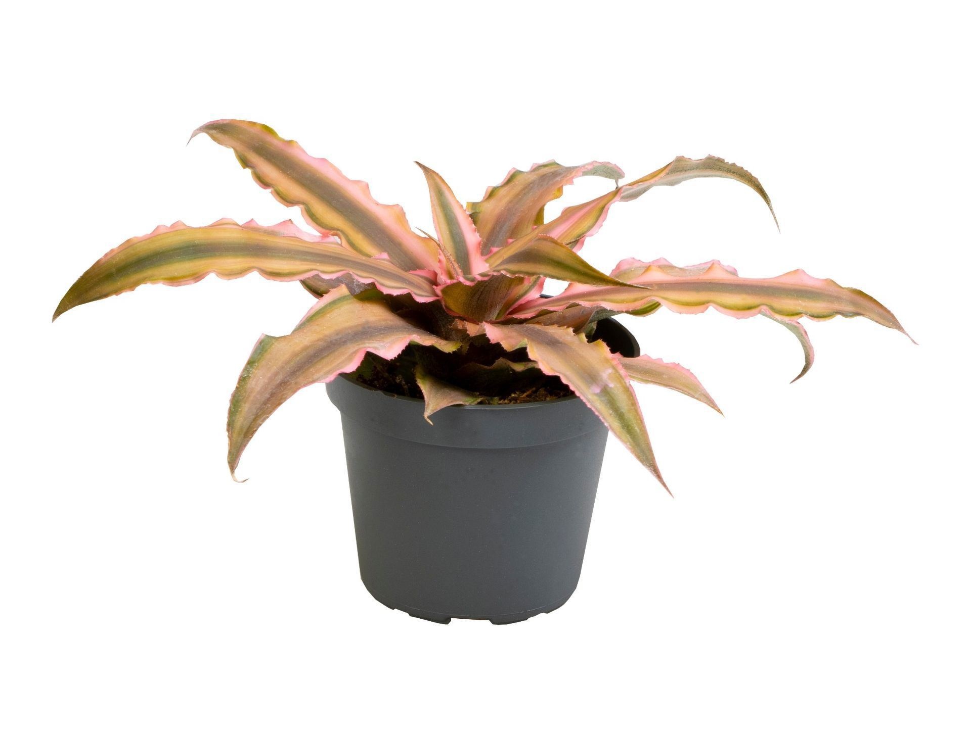 Cryptanthus Pink Star, D 6