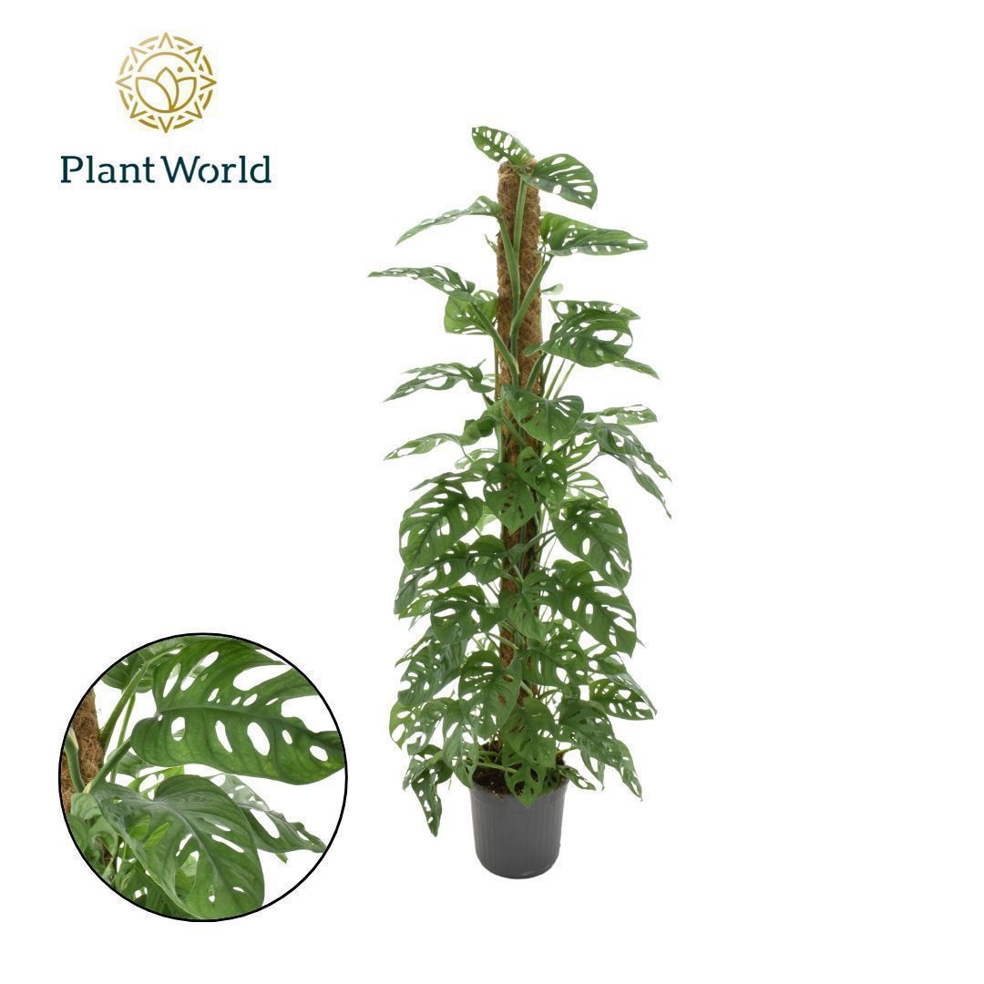 Monstera obliqua 'Monkey Leaf' Mosstok 100 cm, D 20