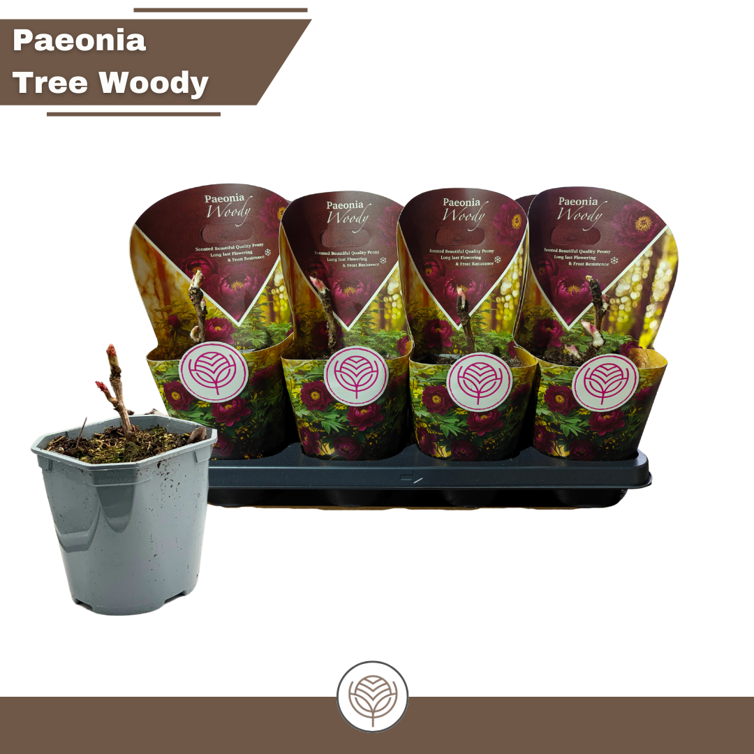 Paeonia Woody suffruticosa red, D 14