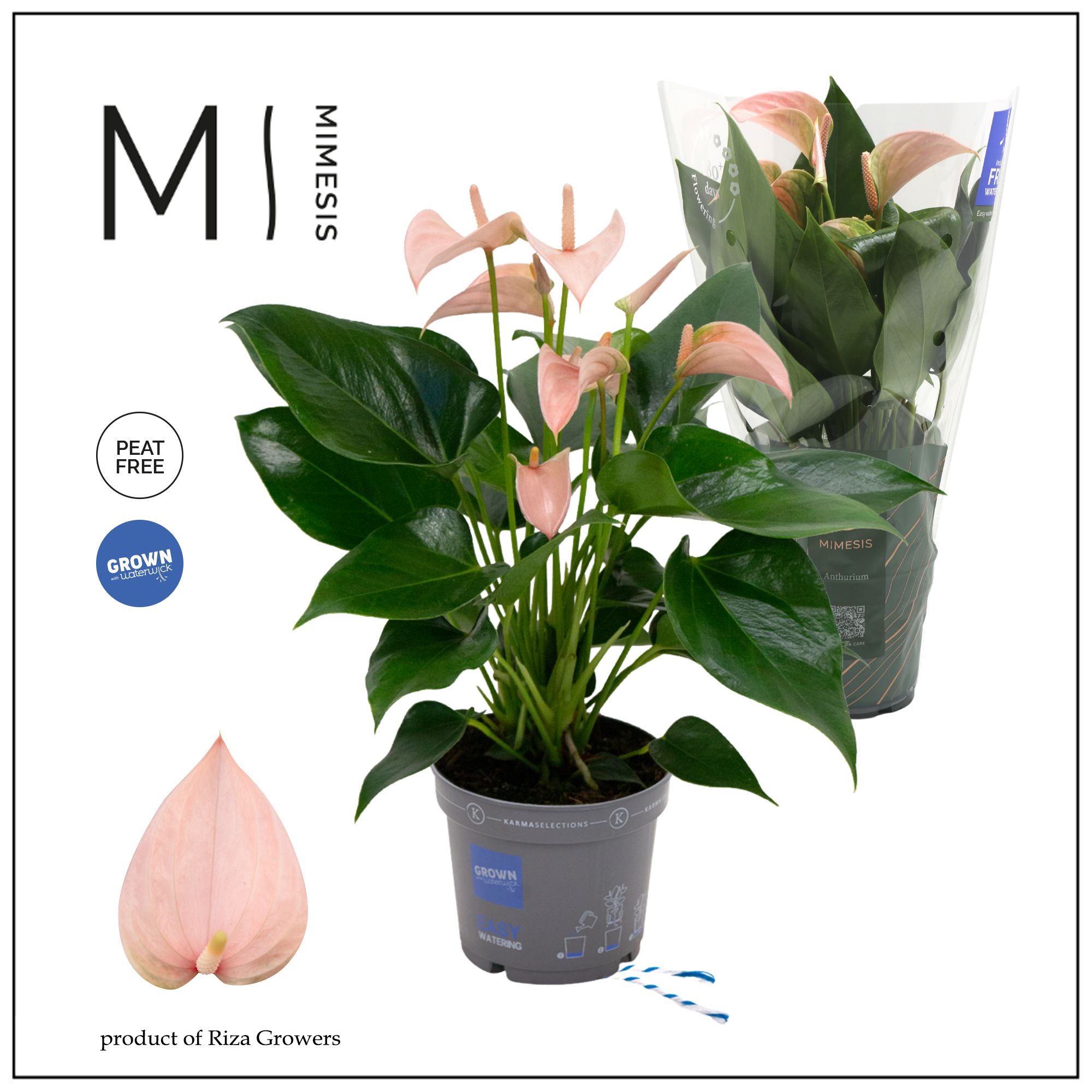 Mimesis Anthurium KARMA Peach - 12cm, D 12