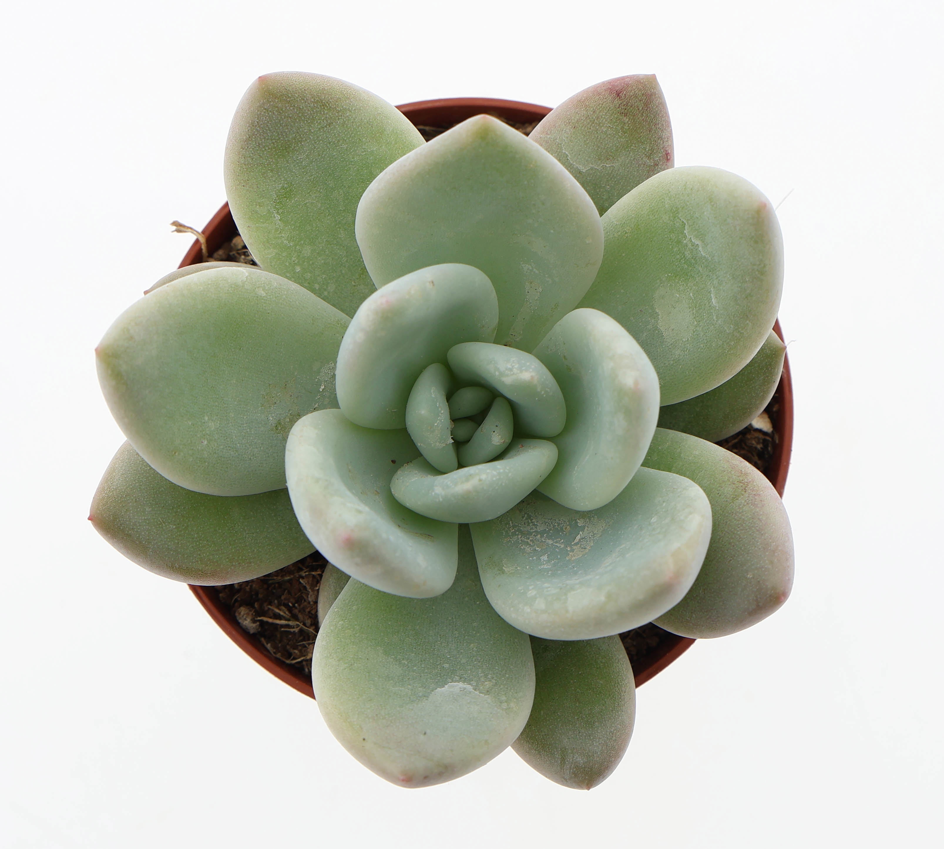 Graptoveria Opalina, D 8,5